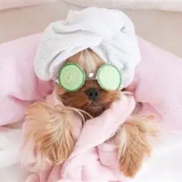 A dog relaxing with a towel turban and cucumber slices on its eyes.