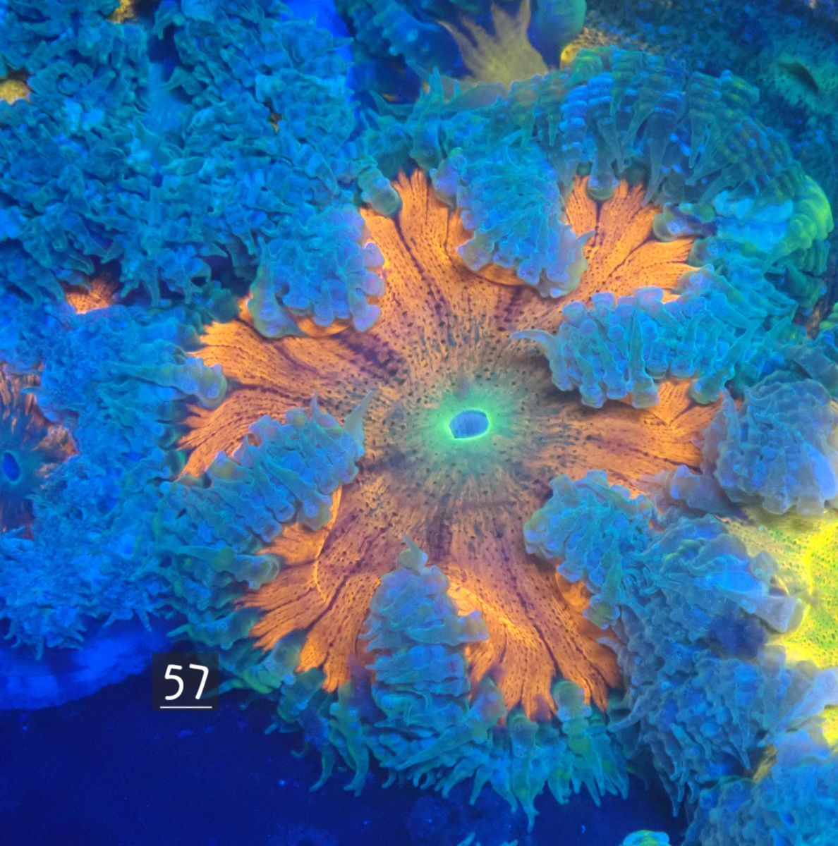Florida Rock Flower No. 57