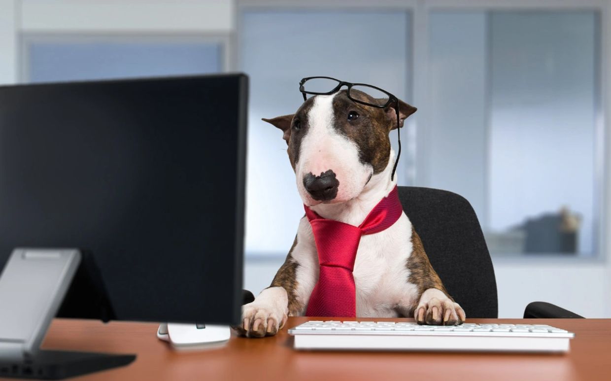 Bull terrier wearing a red tie and glasses, on a Zoom meeting