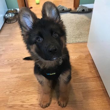 Adorable German Shepherd puppy sitting on wooden floor indoors.