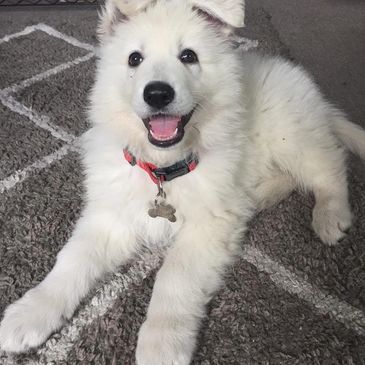 Happy white fluffy puppy lying on a carpet indoors.