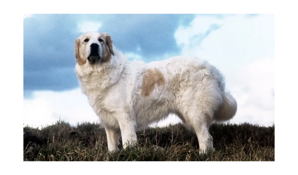  France is the documented birthplace of Great Pyrenees dogs
