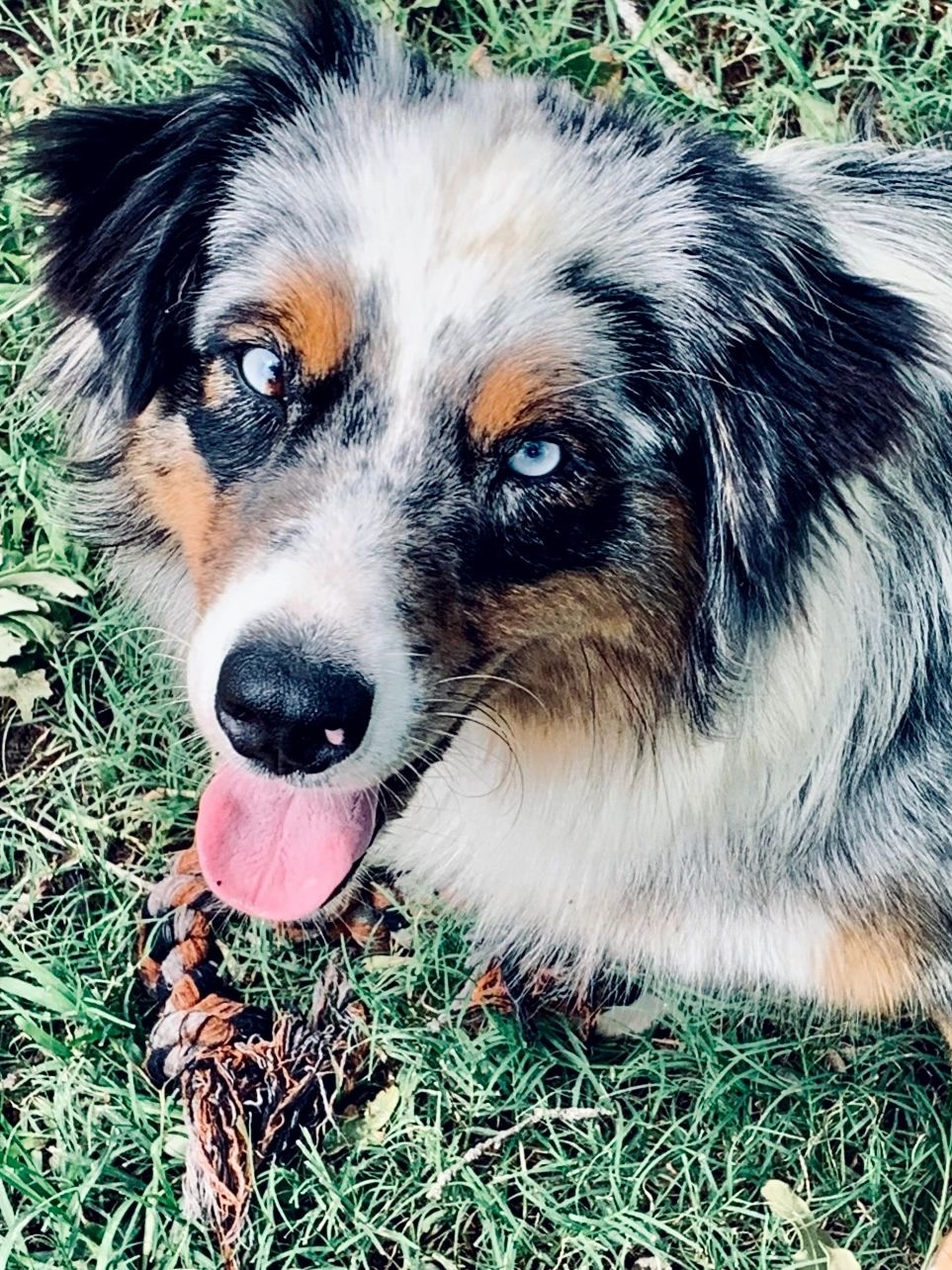 Maya