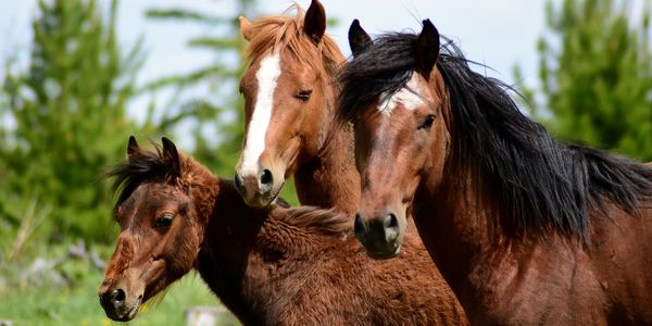 Herd of horses observing what is going on in front of them.