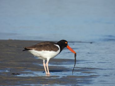 An American Oystercatcher with a worm in its mouth.