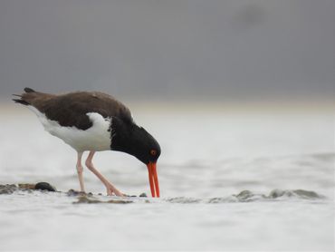 An American Oystercatcher fishing for food by the water.