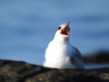 "Begging Baby" - A baby Common Tern begging for food from its parent.