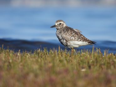 A Black-Bellied Plover with a grassy foreground and ocean blue background.