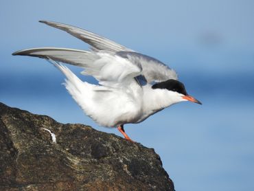 An adult Common Tern sticks the landing on a rock.
