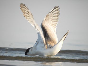 The expansion of an adult Common Tern's wings.
