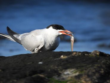 An adult Common Tern with a fish in its mouth, featuring an ocean blue background.