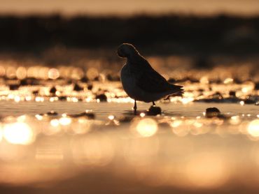"Aglow" - The silhouette of a Dunlin while specks of golden light blanket the sandy shore.