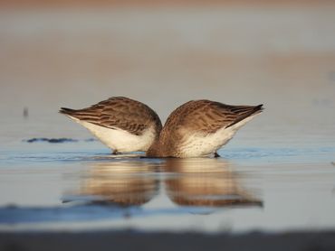 "Symmetrical Reflections" - The reflection of two Dunlins in the water.