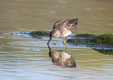 A Least Sandpiper reflection on the water.
