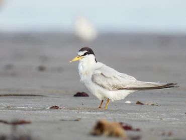 A Least Tern rests momentarily in the sand.