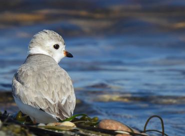 "Precious Plover" - A close-up of the Piping Plover.