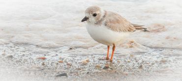 A Piping Plover against a foamy background.