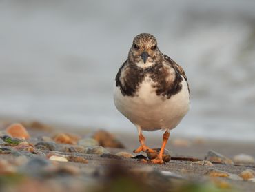 A Ruddy Turnstone looking directly towards the camera.