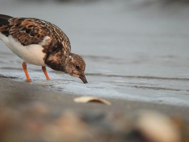 A Ruddy Turnstone drinking from the water.