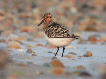 "Breeding Beauty" - A breeding Sanderling with a rusty-colored plumage.