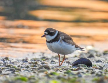 A Semipalmated Plover at sunrise.