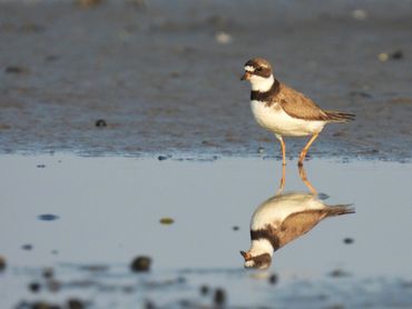 A Semipalmated Plover reflection in the water.
