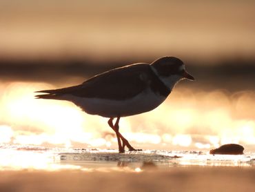 "Aglow" - A Semipalmated Plover silhouette against the early morning light.