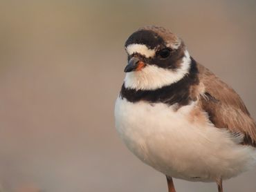 A close-up shot of the Semipalmated Plover.