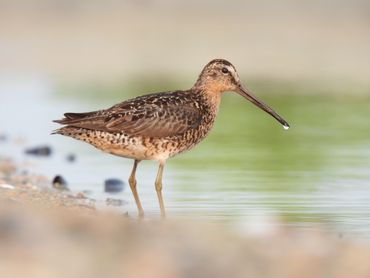 "Dowithcer's Droplet" - A Short-Billed Dowitcher with a droplet of water at the end of its beak.
