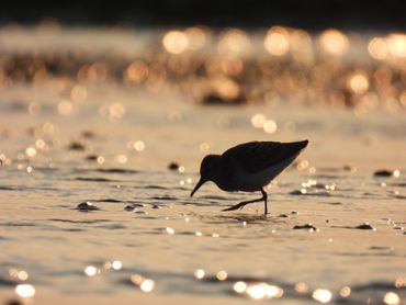 "Aglow" - A Dunlin silhouette against the early morning light.