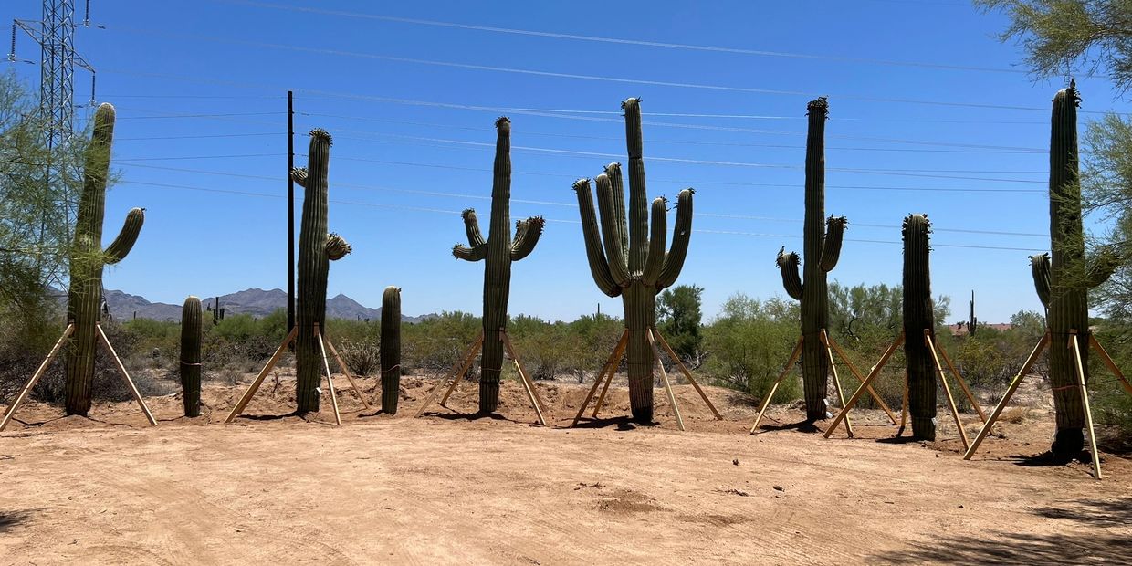 Saguaro