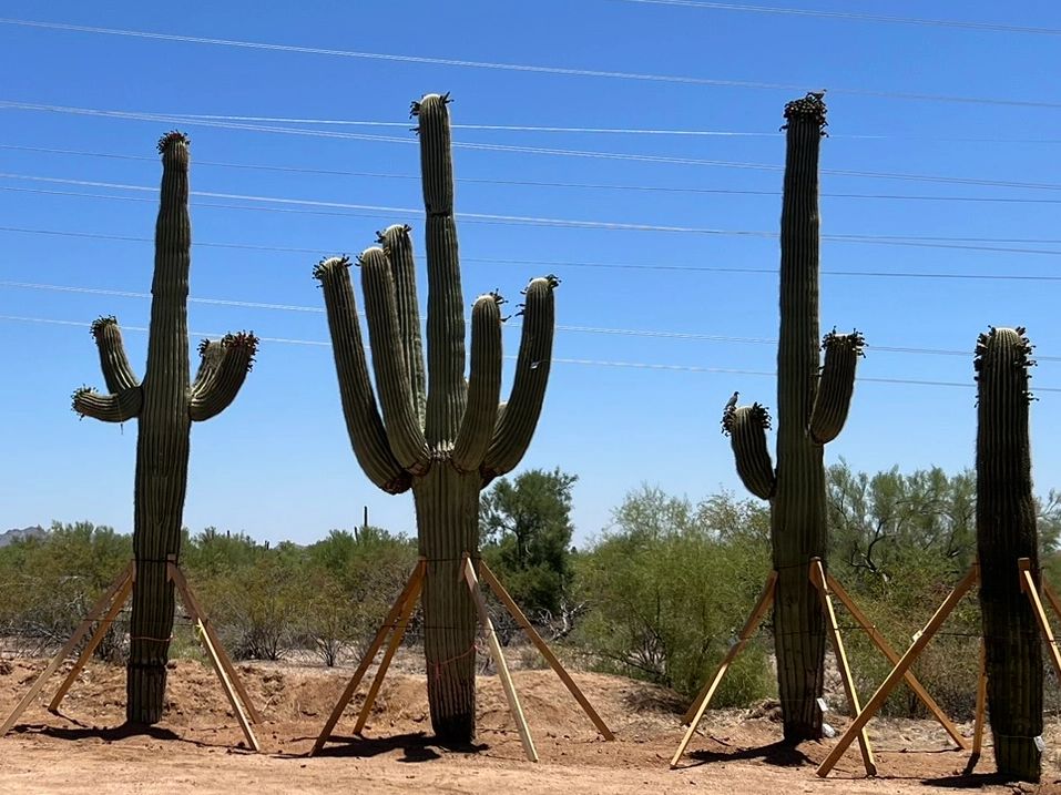armed saguaros