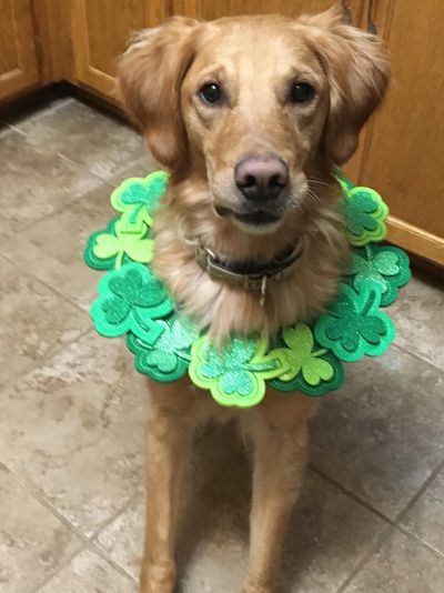 Jax says Happy St. Patty's Day