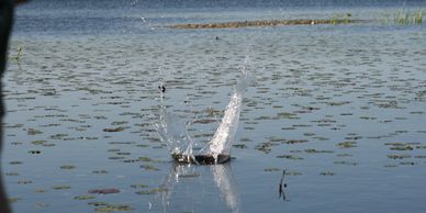 A rock splashing into a lily-covered lake.