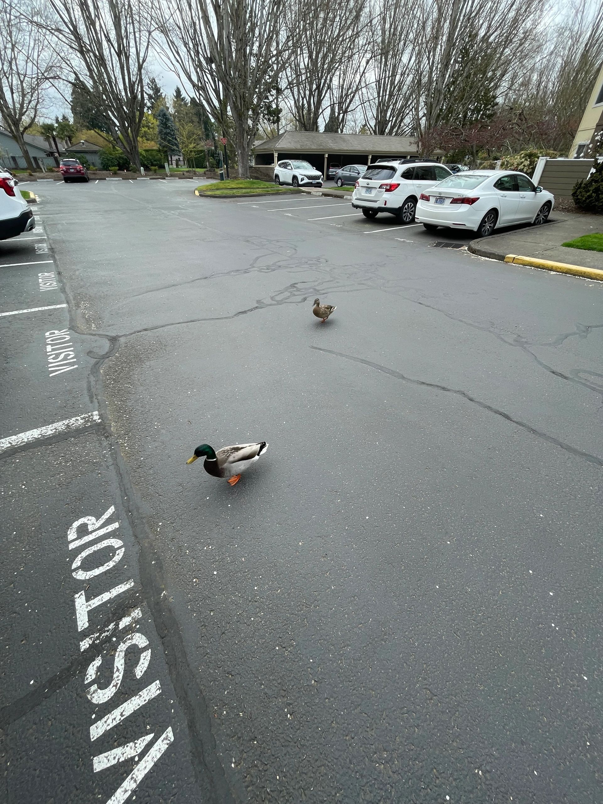 The Ducks are Back!