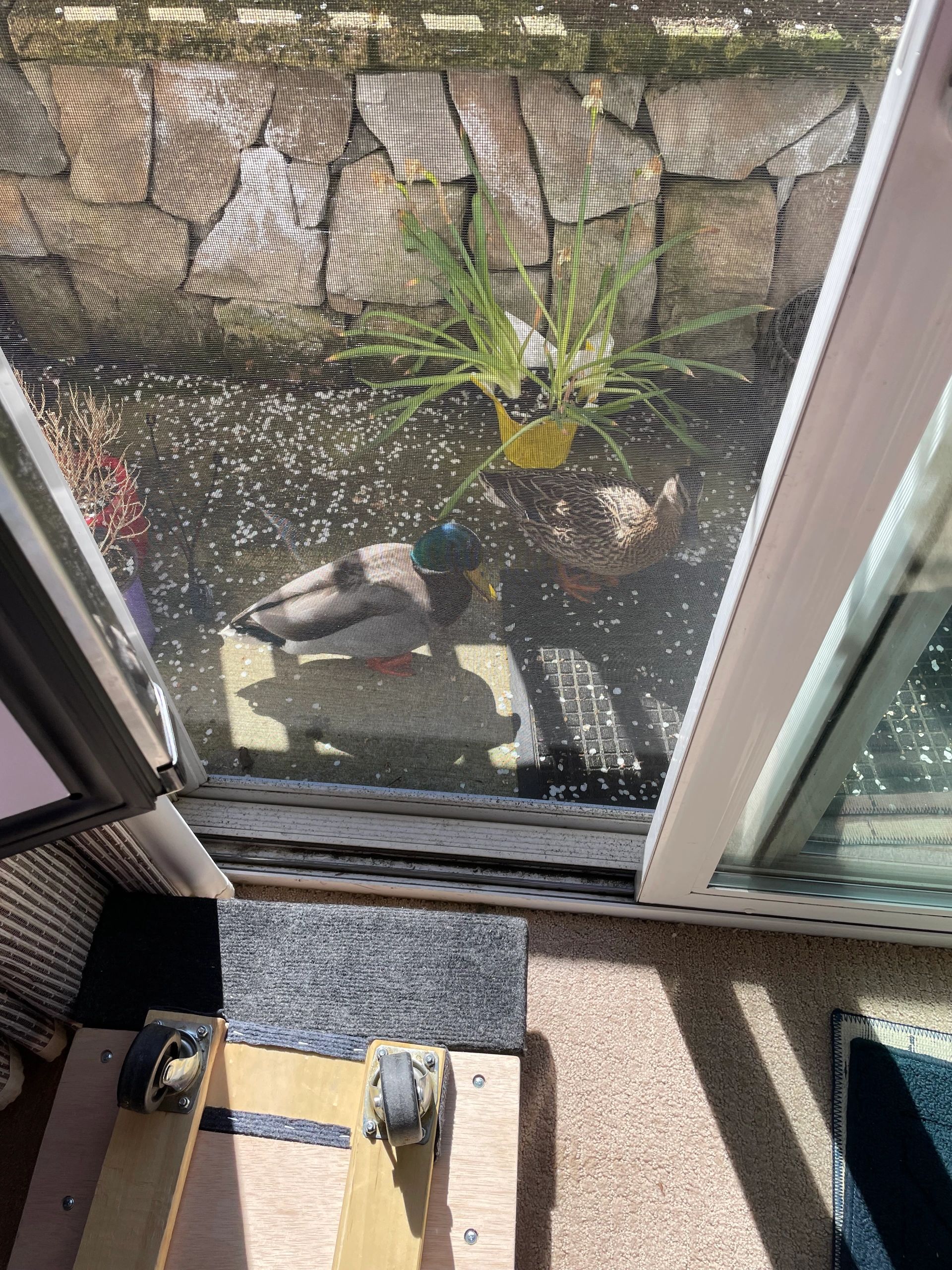 The ducks on her patio!