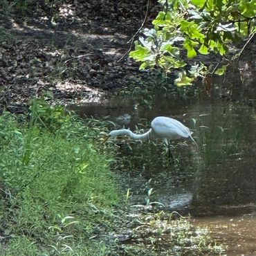 A white egret hunting in a shaded pond surrounded by greenery.