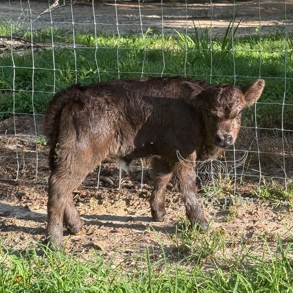 A young calf standing near a wire fence.