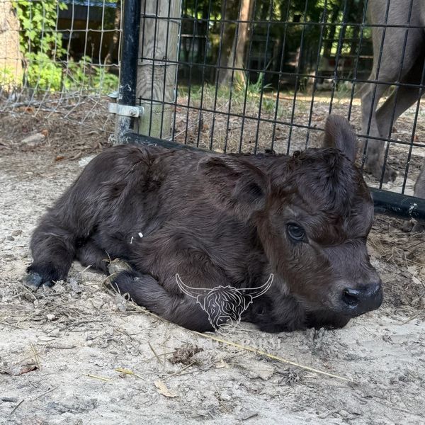 A black calf resting on the ground near a wire fence.