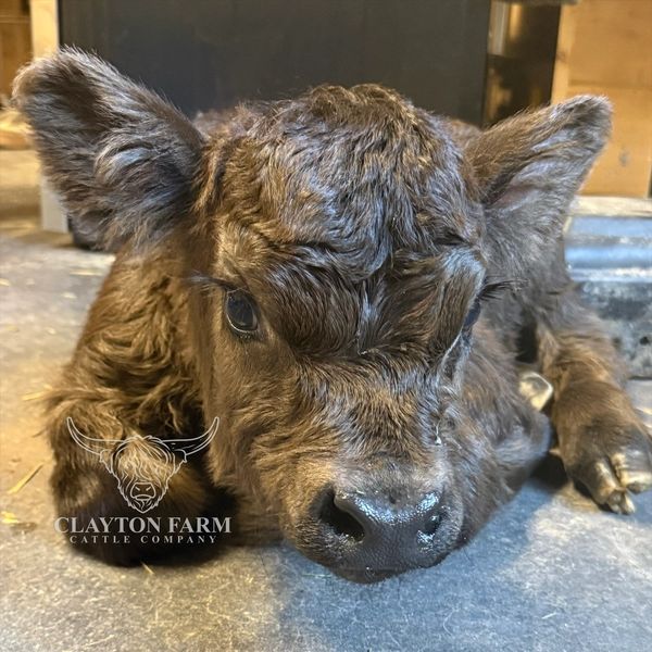 Close-up of a newborn calf lying down indoors.