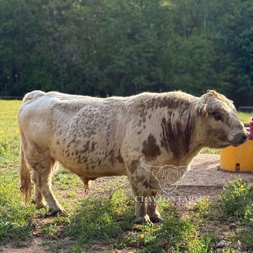 A speckled cow standing on grass with trees in the background.