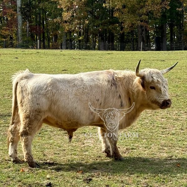 Sire: Oakley - Chondro+ Red-tipped Highpark Highland