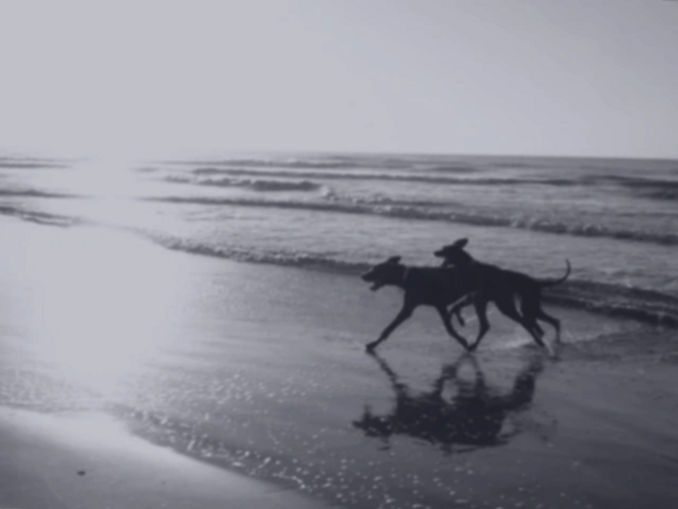 Azul and Bella, 2 pets that have now passed, enjoying the beach