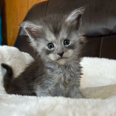 Finest Feline, Maine Coon Kittens, Top Breeder, Highest Quality