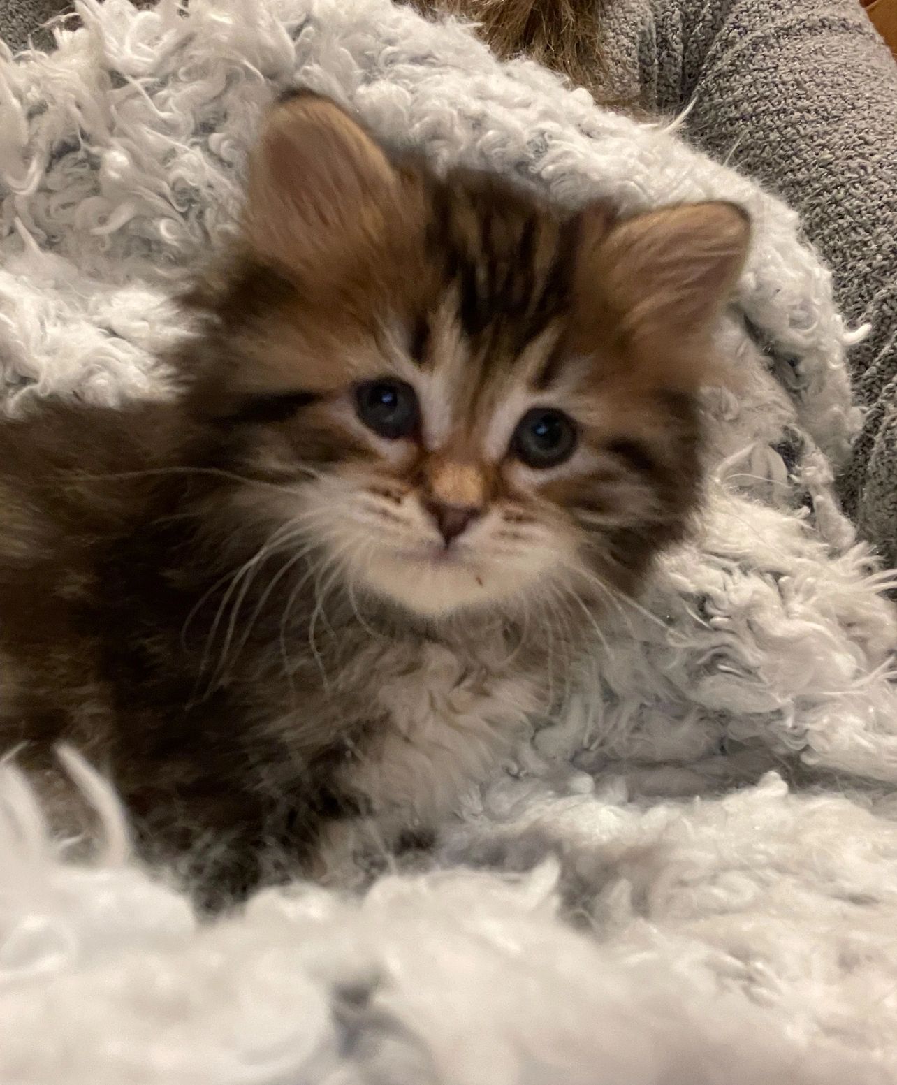 Fluffy Siberian kitten