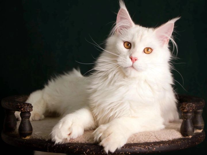 Finest Feline Maine Coon