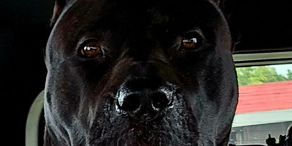 Close-up of a black dog's face with shiny nose and expressive eyes.