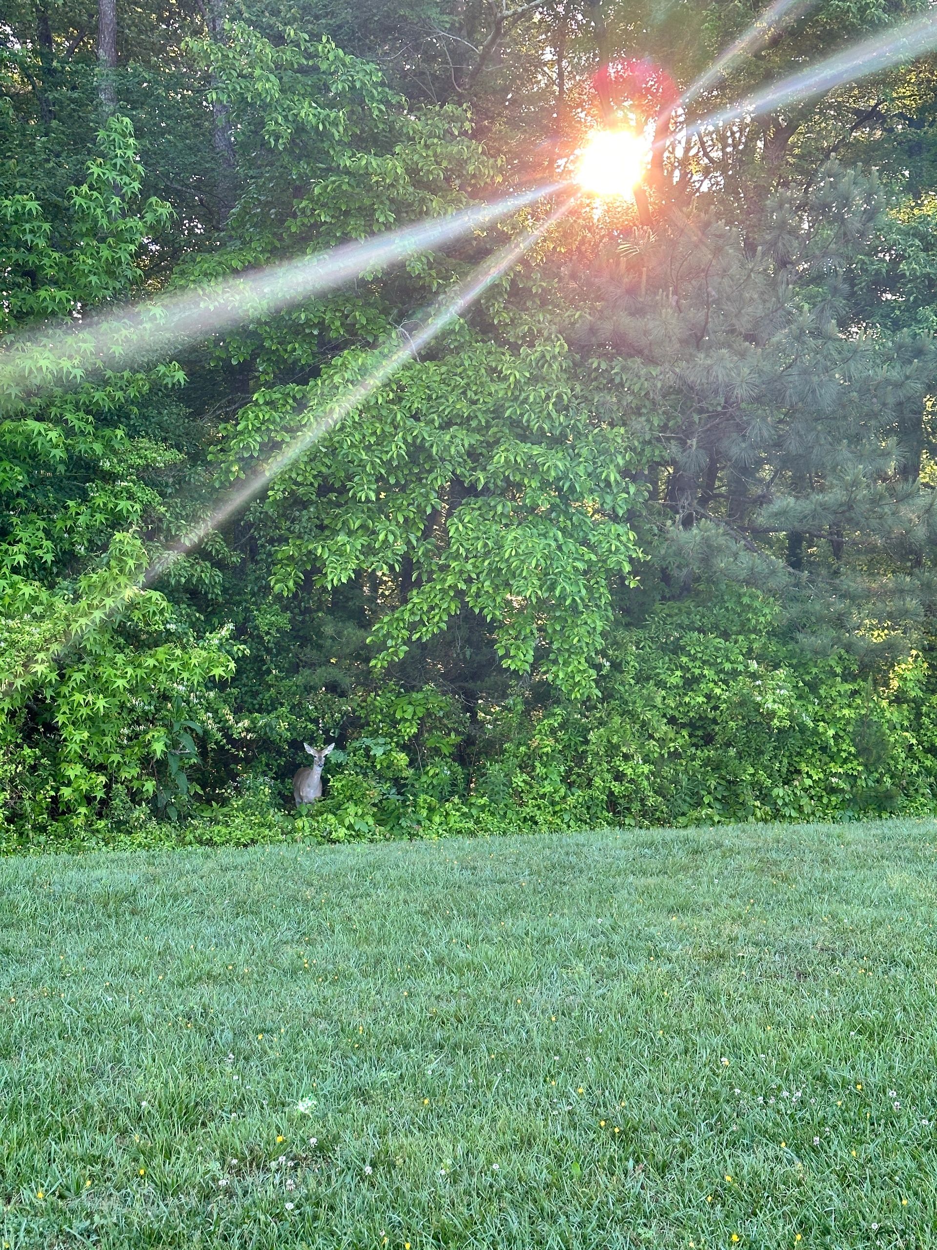 Friends of Mabry Park