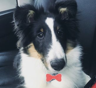 Sheltie Shelties Oregon breeder puppies puppy Shetland Sheepdog available dog Riverbend Washington