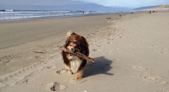 Sheltie Shelties Oregon breeder puppies puppy Shetland Sheepdog available dog Riverbend Washington 